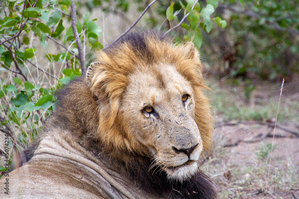 Portrait of an African lion in the Kruger National Park in South Africa Portrait of an African lion in the Kruger National Park in South Africa