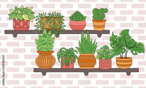 Houseplants in pots on wooden home shelves against brick wall background
