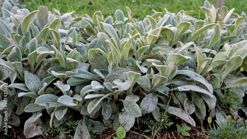Beautiful landcover plant Stachys byzantina also known as lambs ear, Woolly hedgenettle etc. photo