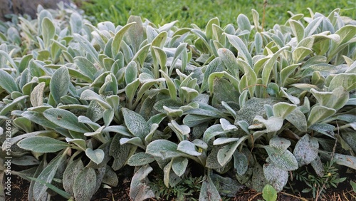 Beautiful landcover plant Stachys byzantina also known as lambs ear, Woolly hedgenettle etc. photo