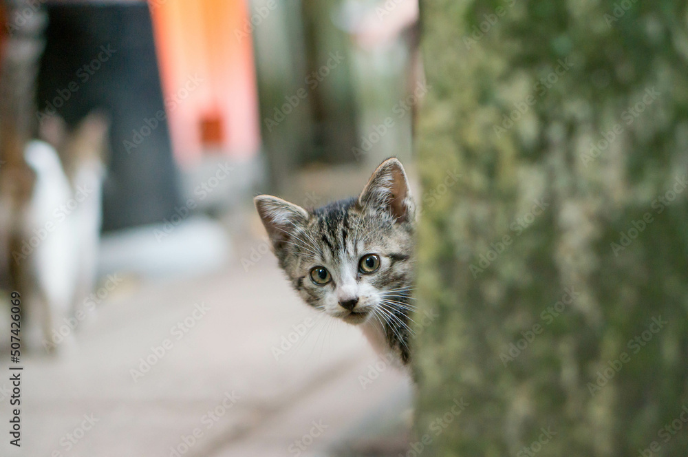 Naklejka premium Wild kitten living in a Japanese shrine