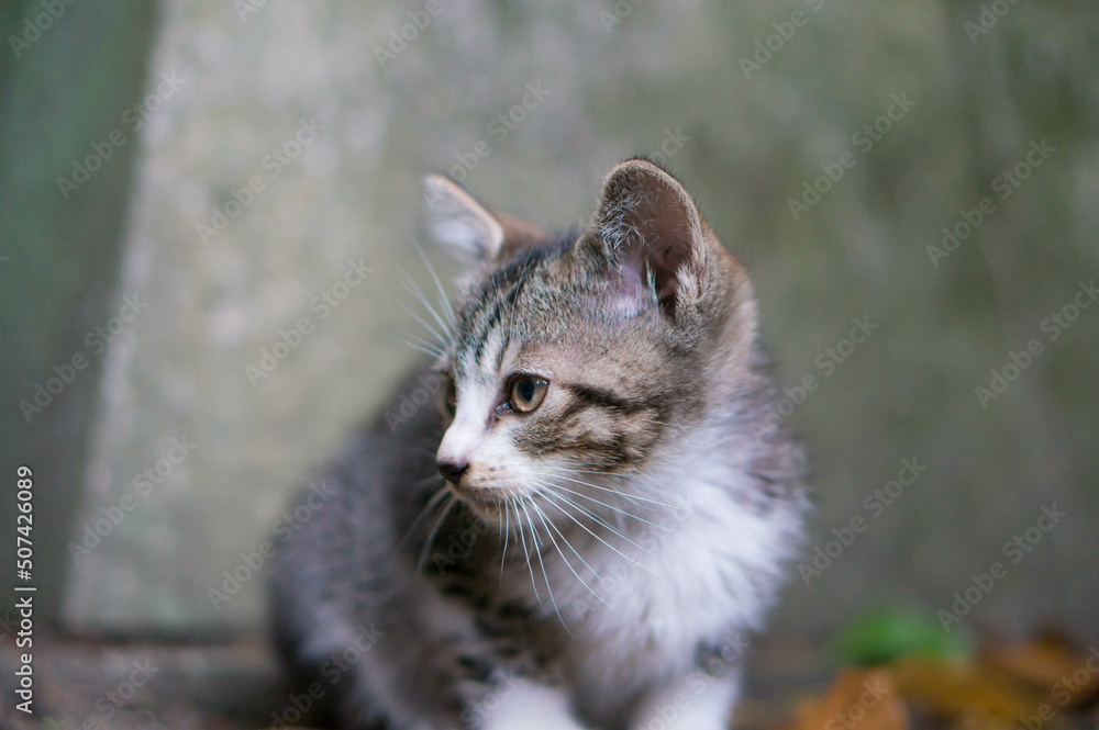 Wild kitten living in a Japanese shrine Wild kitten living in a Japanese shrine