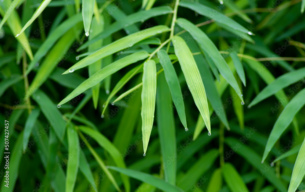 Bamboo green leaves, shallow focus, after raining for natural computer background and wallpaper Bamboo green leaves, shallow focus, after raining for natural computer background and wallpaper