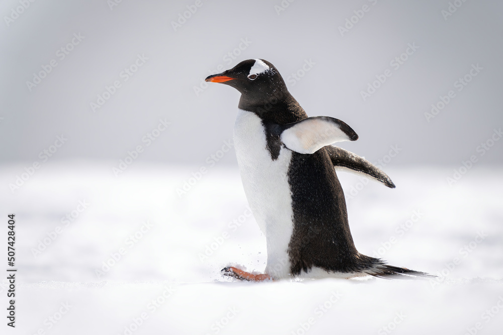 Obraz premium Gentoo penguin waddling across snow facing left