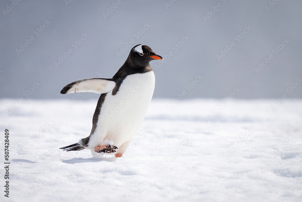 Naklejka premium Gentoo penguin walks across snow extending flipper