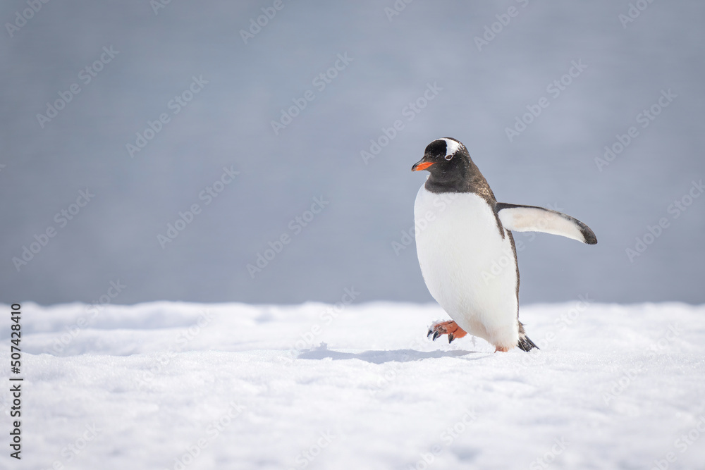 Naklejka premium Gentoo penguin walks across snow lifting foot