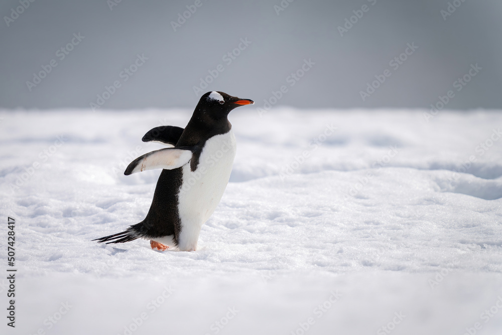 Obraz premium Gentoo penguin waddling across snow in sunshine