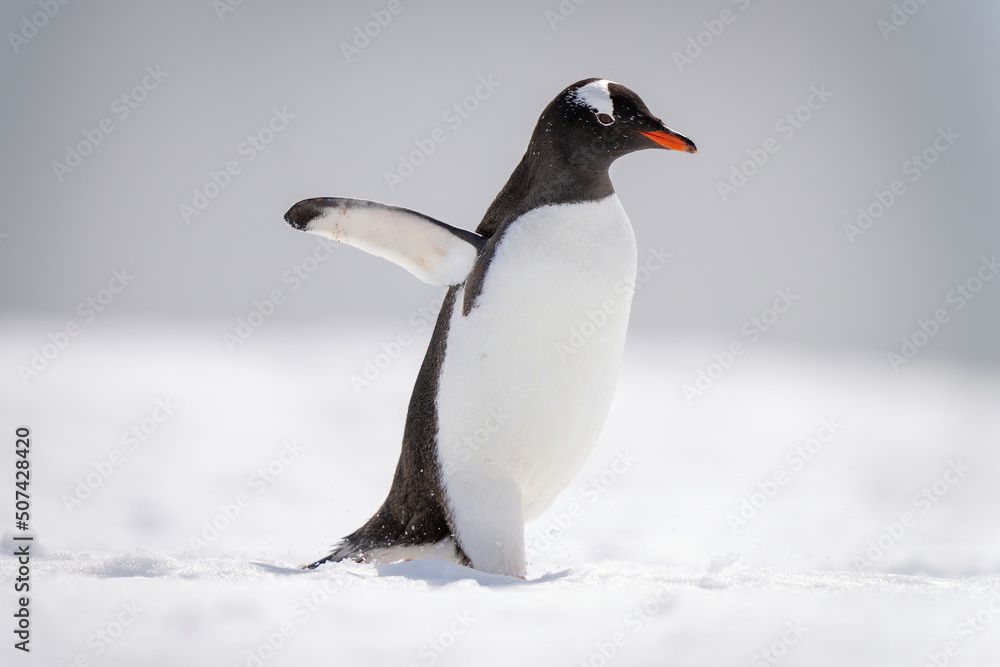Fototapeta premium Gentoo penguin walks across snow in sunshine