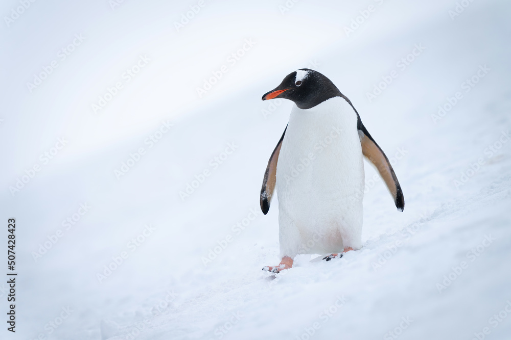 Naklejka premium Gentoo penguin walks down slope eyeing camera