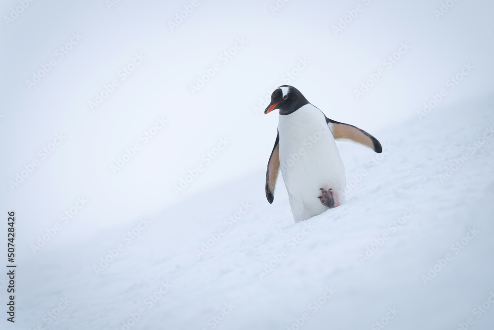 Fototapeta premium Gentoo penguin walks down slope raising foot