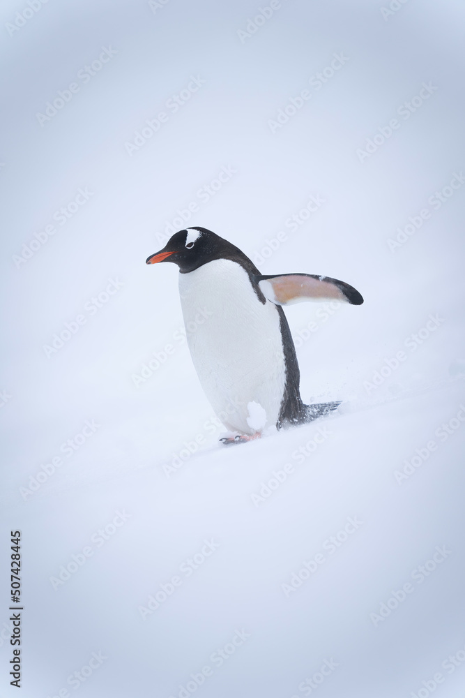 Fototapeta premium Gentoo penguin walks down slope lifting flipper