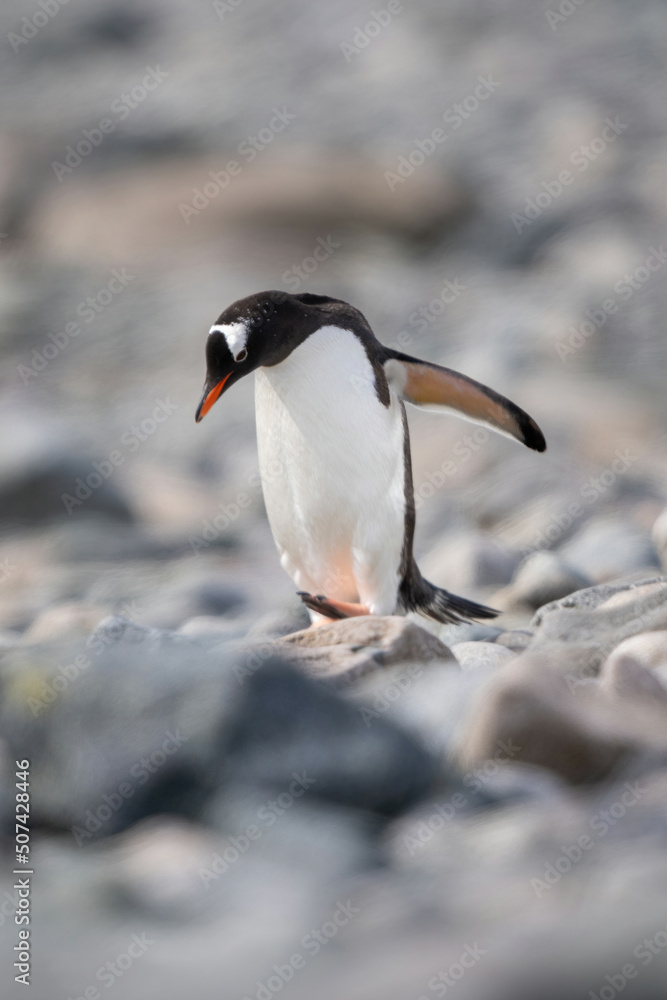 Gentoo penguin walks across shingle looking down Gentoo penguin walks across shingle looking down