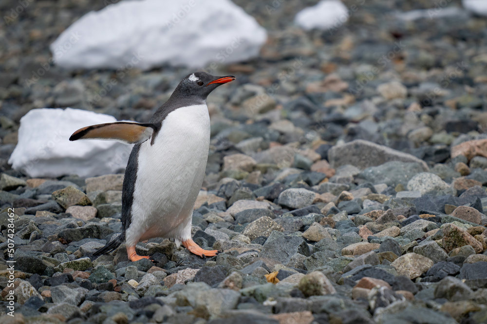 Naklejka premium Gentoo penguin walks over rocks in sunshine
