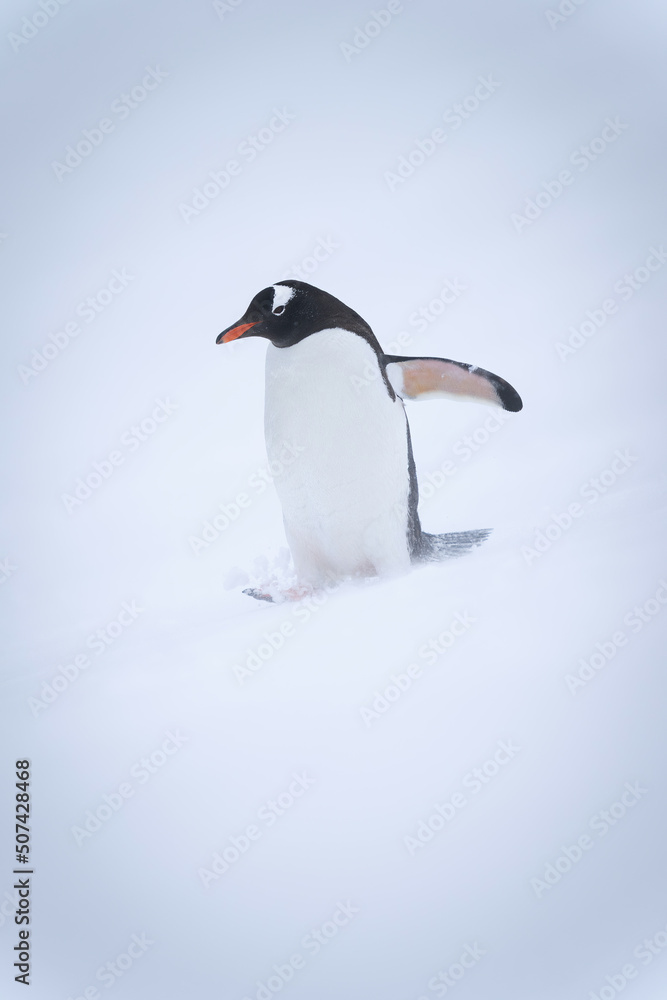 Obraz premium Gentoo penguin walks through snow lifting flipper