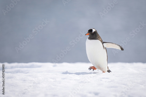 Gentoo penguin walks across snow lifting foot