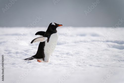 Gentoo penguin waddling across snow in sunshine