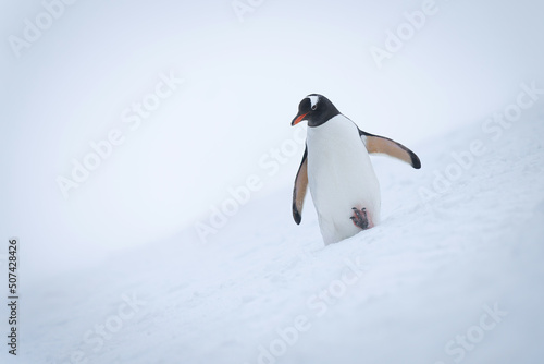 Gentoo penguin walks down slope raising foot