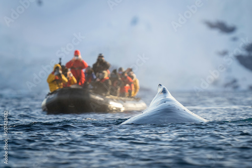 Humpback whale surfaces beside photographers in inflatable photo