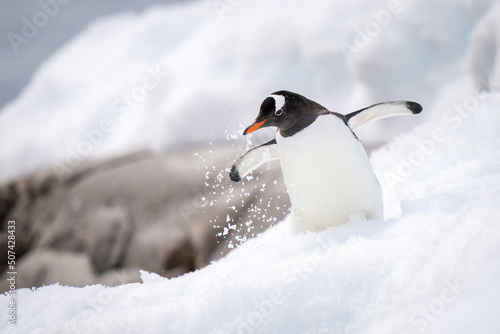 Gentoo penguin wobbles through snow near rocks