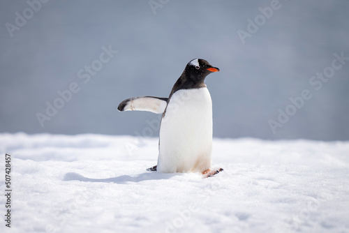 Gentoo penguin walks across snow casting shadow
