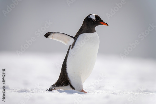 Gentoo penguin walks across snow in sunlight