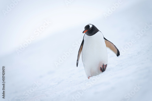 Gentoo penguin walks towards camera across slope