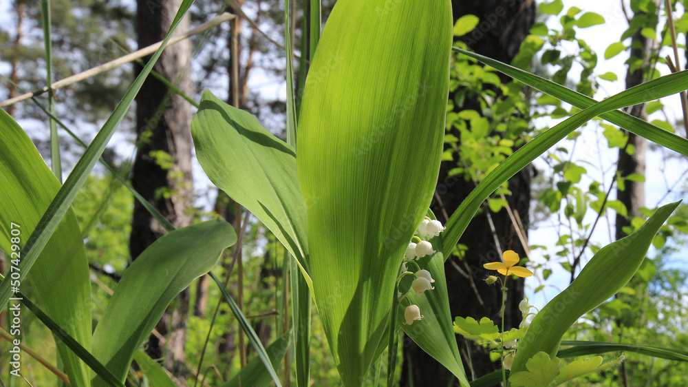 Fototapeta premium corn on the cob