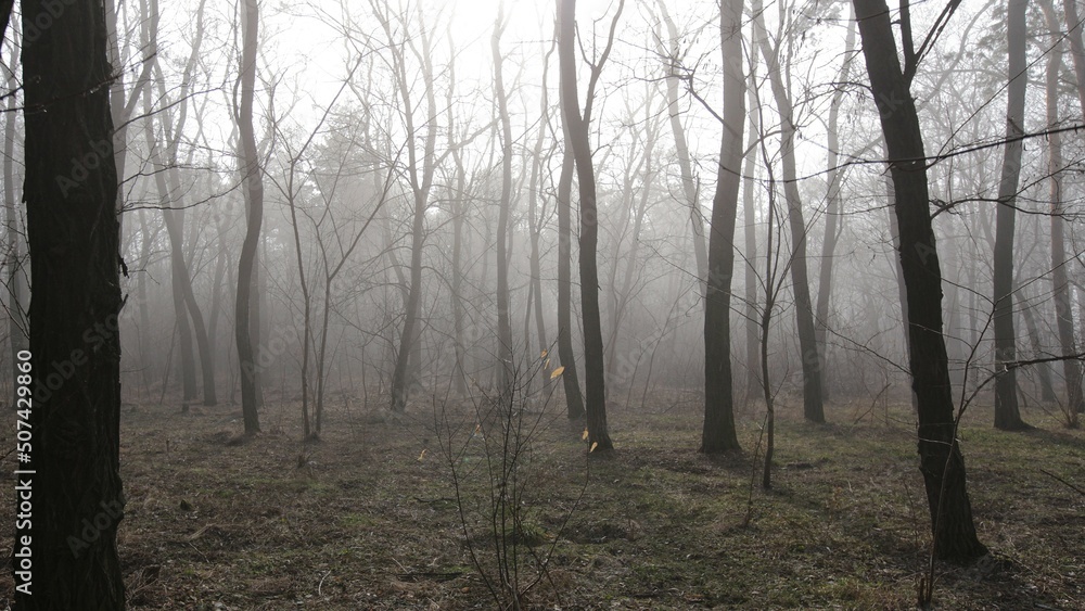 fog in the forest