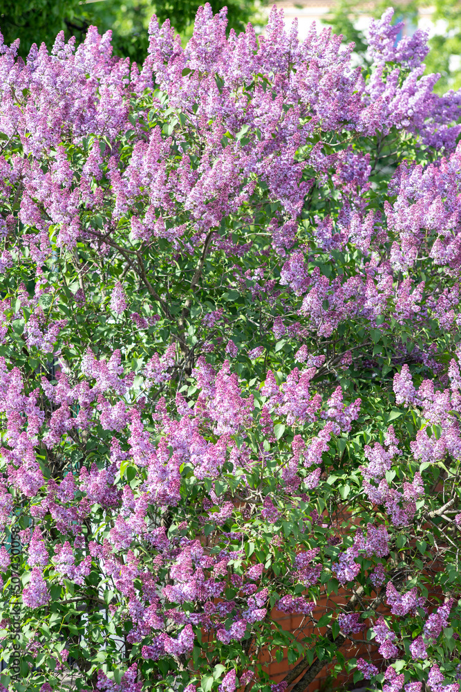 Lilac branches and flowers fill the entire frame