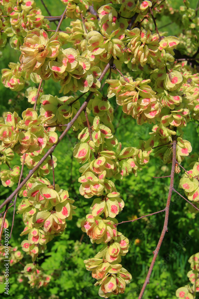 Fototapeta premium Flowering branch of a plant called the small elm.