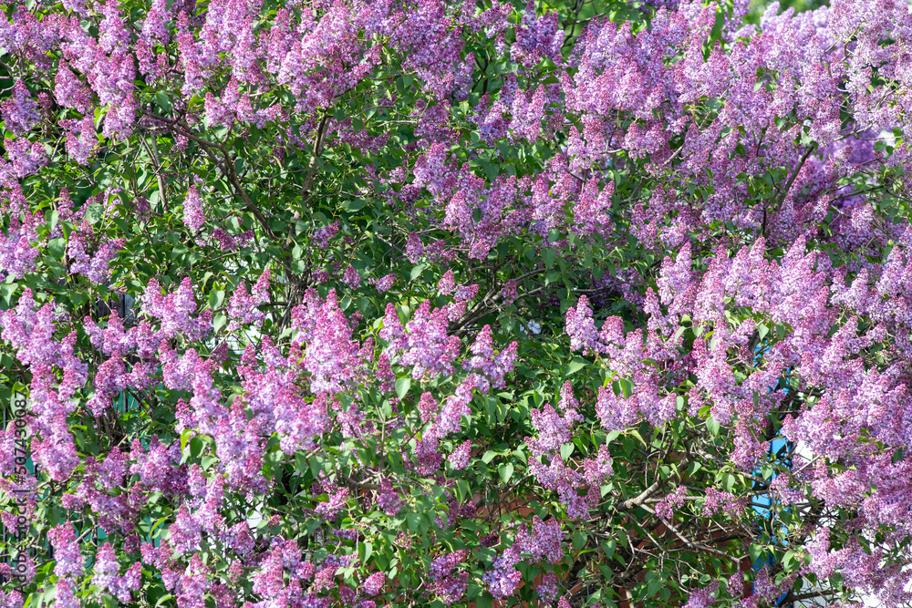 Lilac branches and flowers fill the entire frame Lilac branches and flowers fill the entire frame