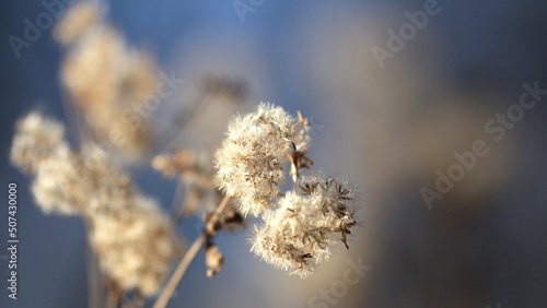 branches in spring