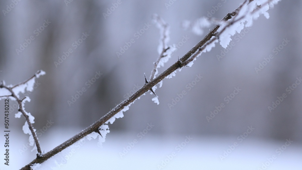 Obraz premium branches covered with snow