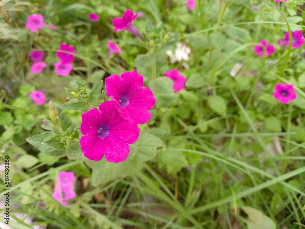 Purple white Petunia Hybrid Flowers bloom beautifully at flower festival ornamental garden. Purple white Petunia Hybrid Flowers bloom beautifully at flower festival ornamental garden.