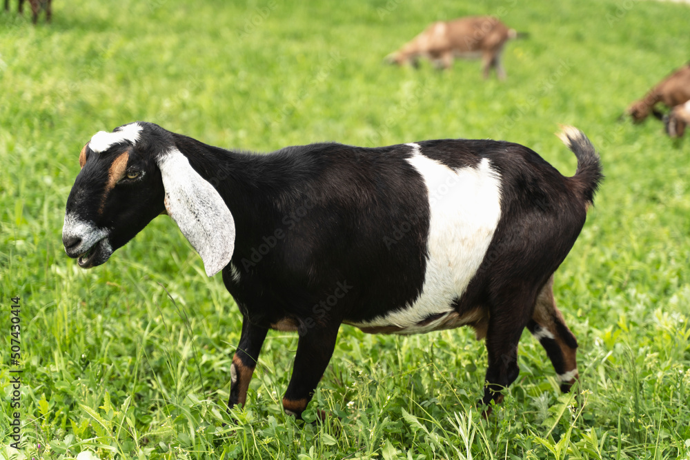 Herd of dairy goats of the Anglo-Nubian breed. English goats stand in a green meadow on a countryside backdrop Herd of dairy goats of the Anglo-Nubian breed. English goats stand in a green meadow on a countryside backdrop
