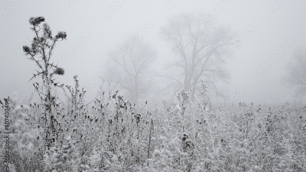 Obraz premium grass in winter