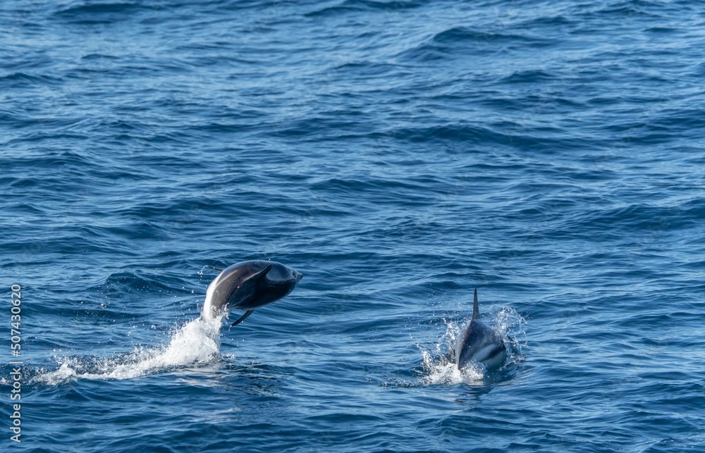 Fototapeta premium verspielter springende Schwarzdelfine (Lagernohynchus obscurus) im offenen Meer 