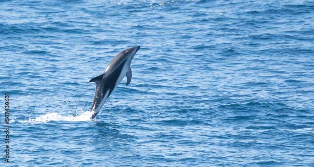 Fototapeta premium verspielter, springender Schwarzdelfin (Lagernohynchus obscurus) im offenen Meer 