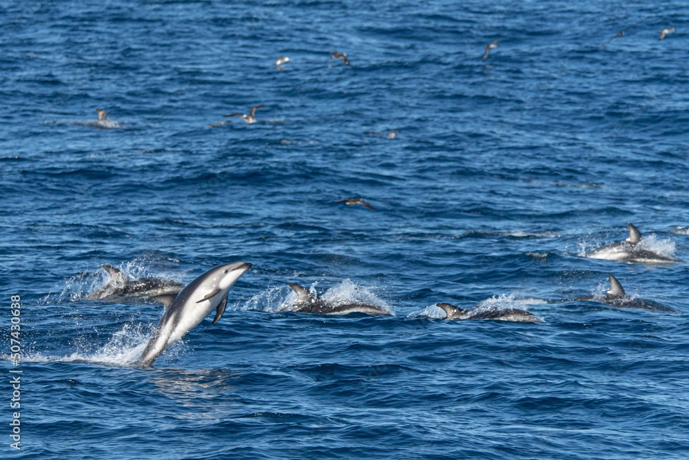 verspielter springende  Schwarzdelfine (Lagernohynchus obscurus) im offenen Meer 