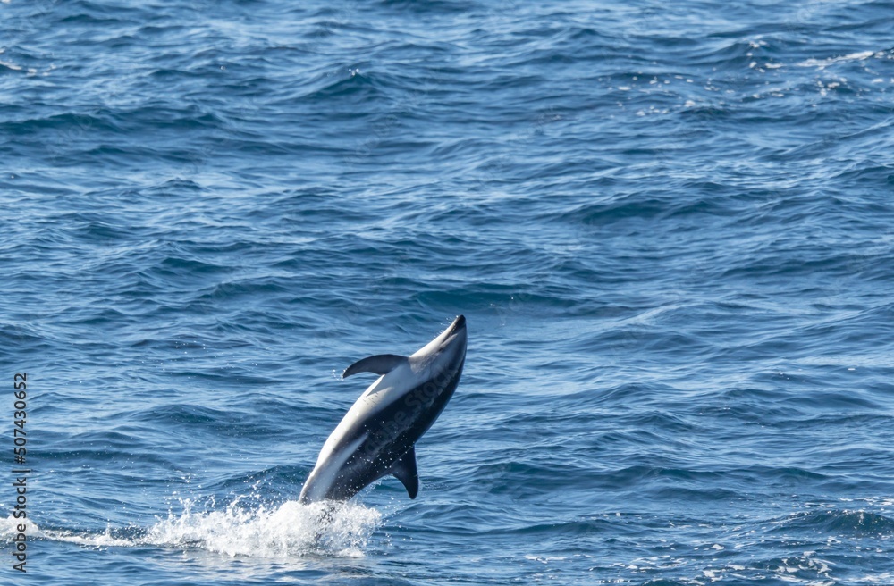 Fototapeta premium verspielter, springender Schwarzdelfin (Lagernohynchus obscurus) im offenen Meer