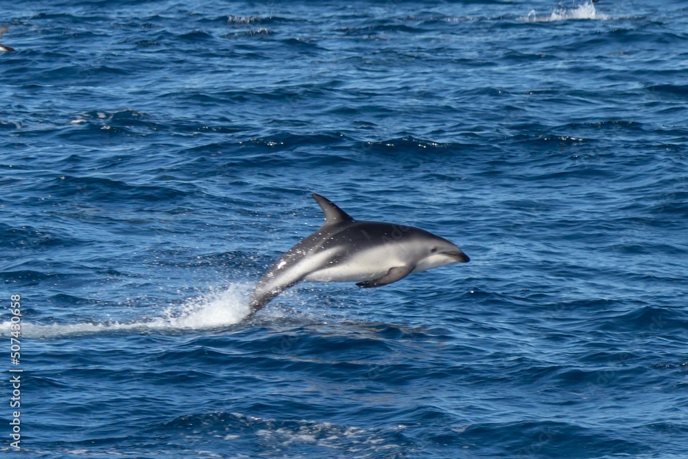 Fototapeta premium verspielter, springender Schwarzdelfin (Lagernohynchus obscurus) im offenen Meer 