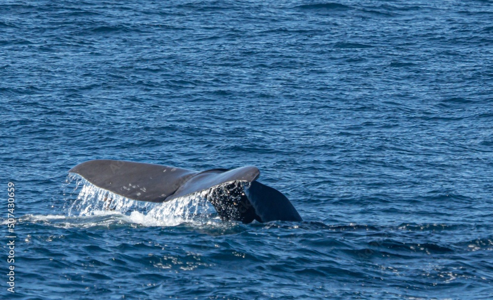 Fototapeta premium Pottwal (Physeter catodon) im offenen Meer