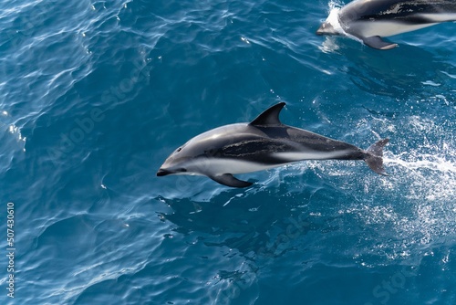 verspielter springende  Schwarzdelfine  Lagernohynchus obscurus  im offenen Meer 