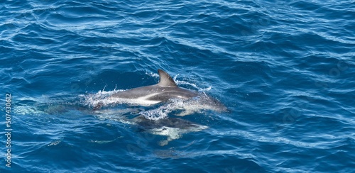 verspielter, springender Schwarzdelfin (Lagernohynchus obscurus) im offenen Meer 