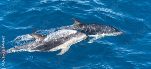 verspielter springende  Schwarzdelfine (Lagernohynchus obscurus) im offenen Meer  © stylefoto24