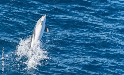 verspielter, springender Schwarzdelfin (Lagernohynchus obscurus) im offenen Meer 
