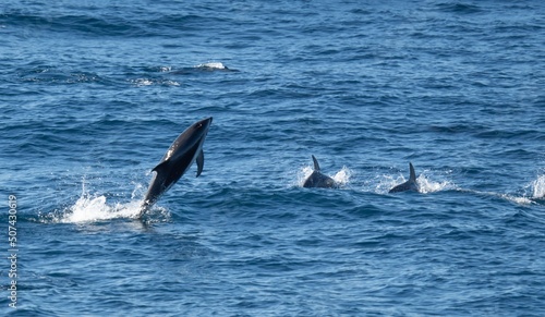 verspielter springende Schwarzdelfine (Lagernohynchus obscurus) im offenen Meer 