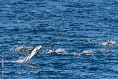 verspielter springende Schwarzdelfine (Lagernohynchus obscurus) im offenen Meer 