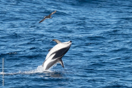 verspielter, springender Schwarzdelfin (Lagernohynchus obscurus) im offenen Meer 