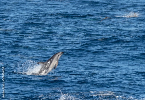verspielter, springender  Schwarzdelfin (Lagernohynchus obscurus) im offenen Meer  © stylefoto24
